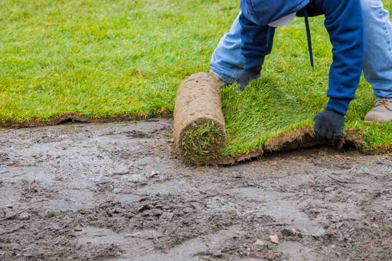 Nawożenie trawnika – jaki nawóz do trawy, kiedy i czym nawozić trawnik w ogrodzie?